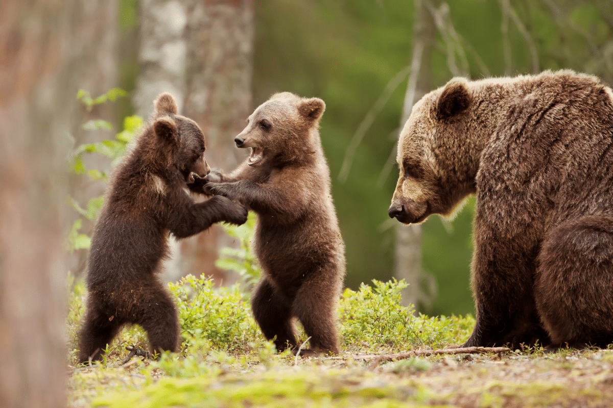 Bears in nature play fighting